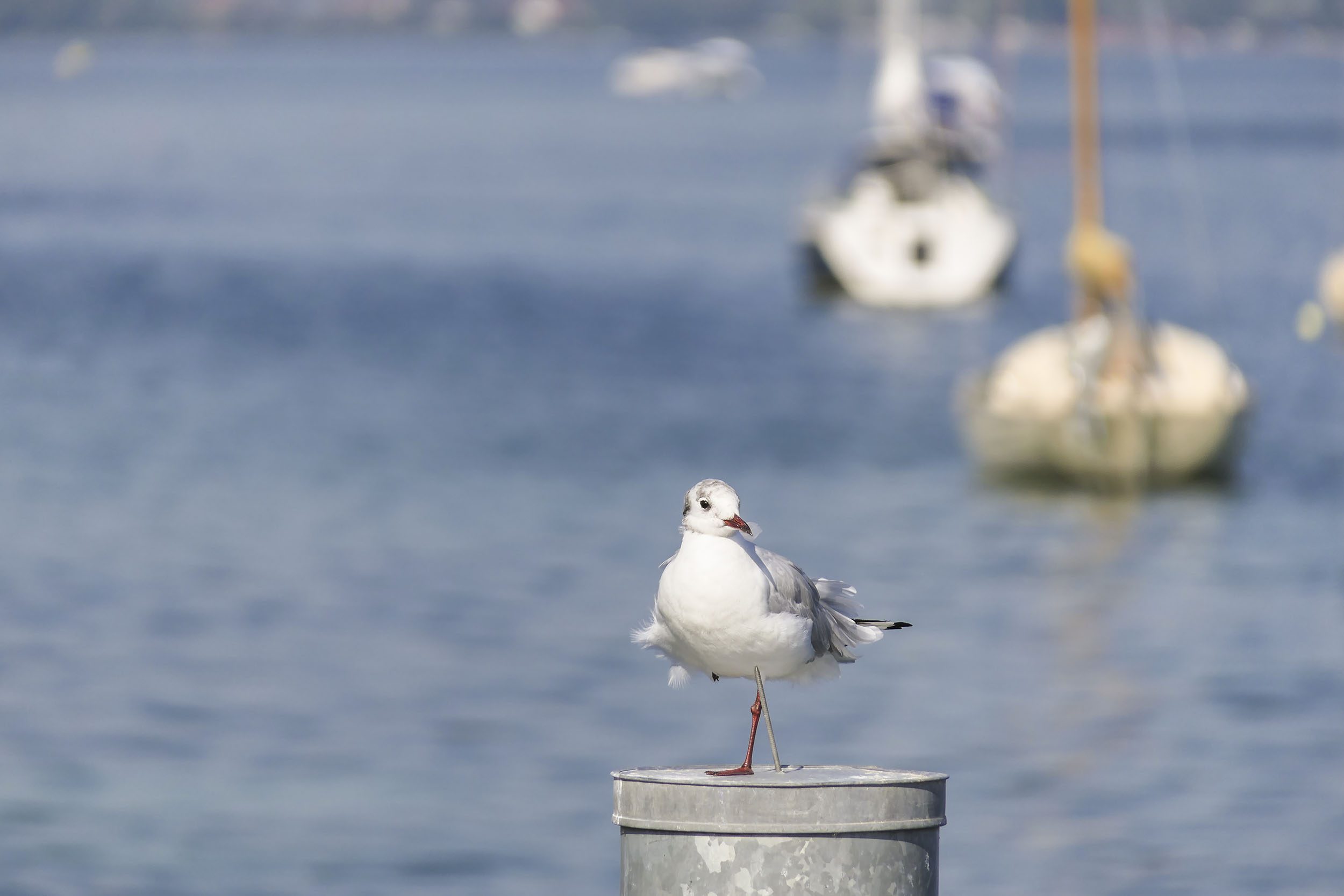 Deutschland; Baden-Württemberg; Bodensee; Halbinsel Höri