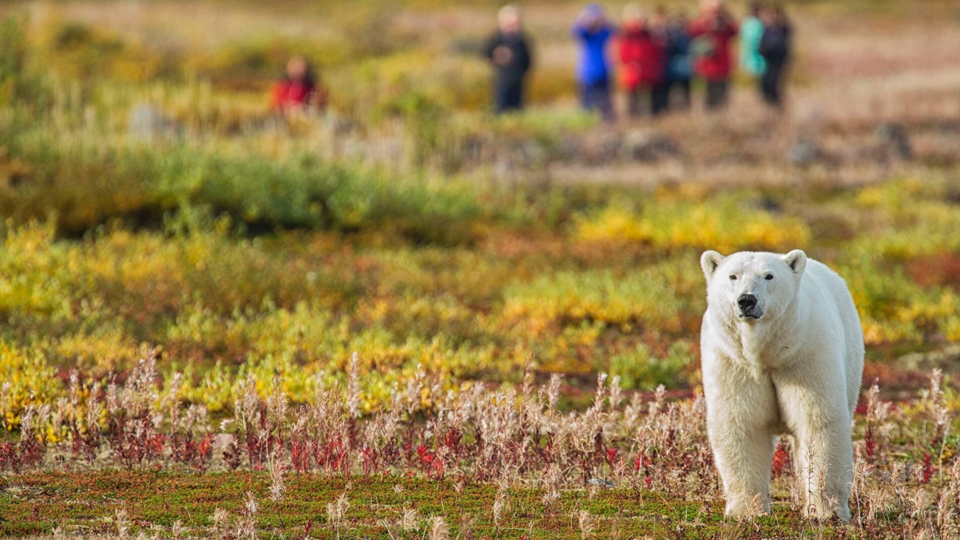 Eisbär an der Hudson Bay