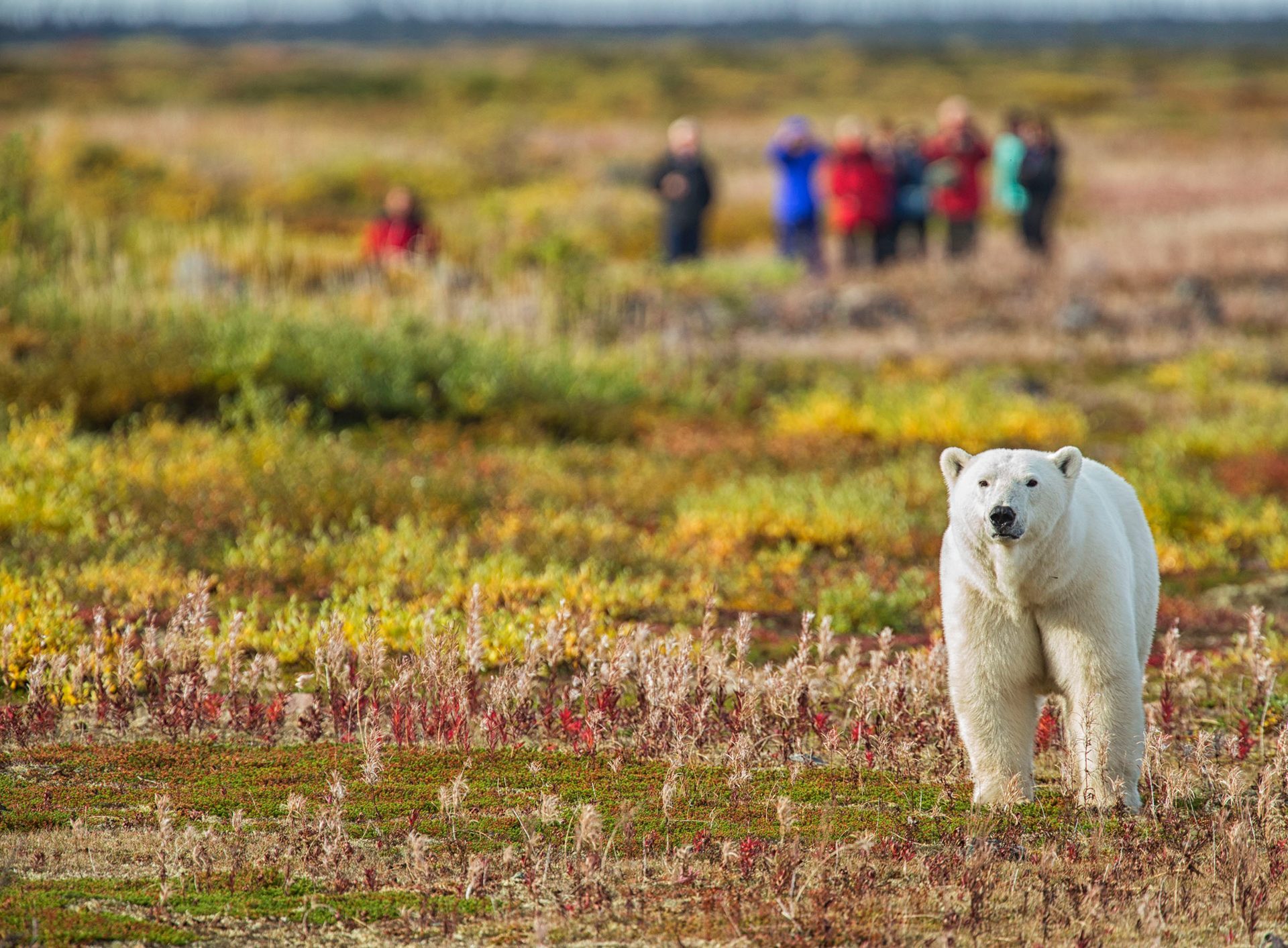 Eisbär an der Hudson Bay