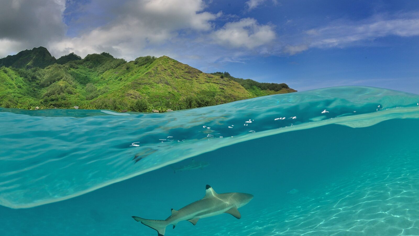 Unterwasseraufnahme Riffhai