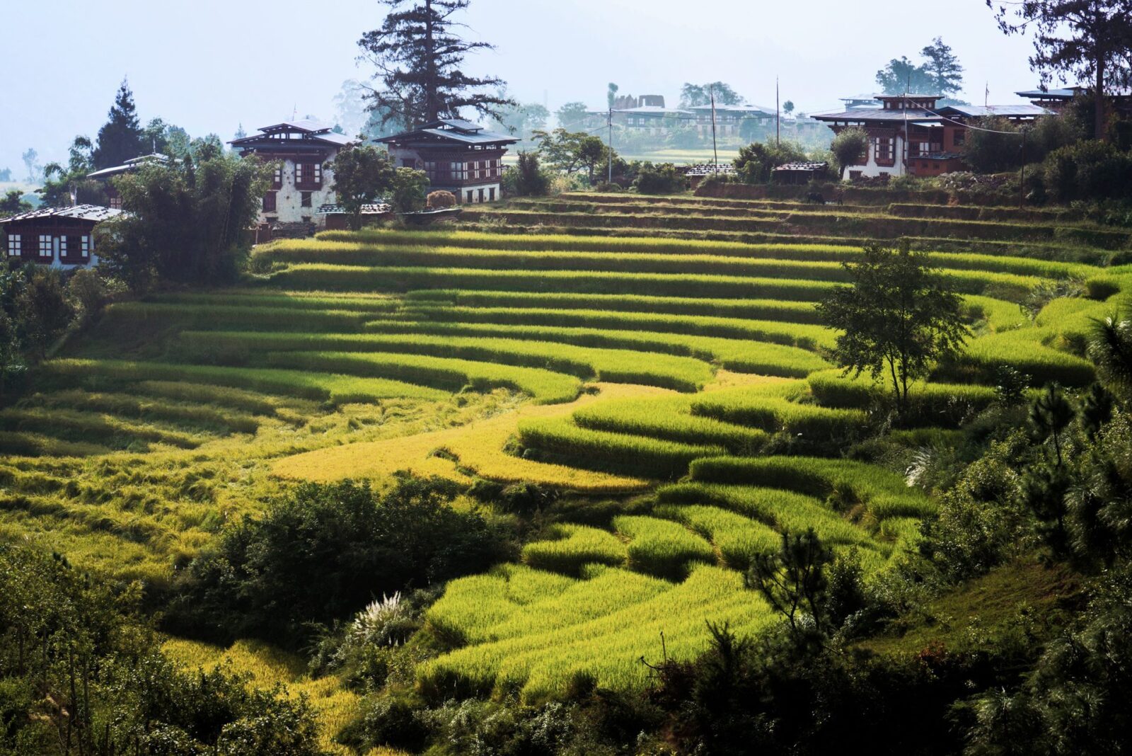 Reisfelder in Zentralbhutan