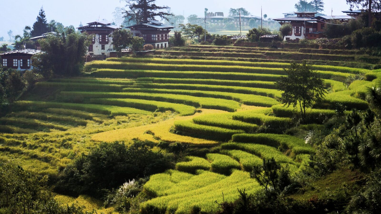 Six-Senses-Bhutan-Punakha Reisfelder in Zentralbhutan